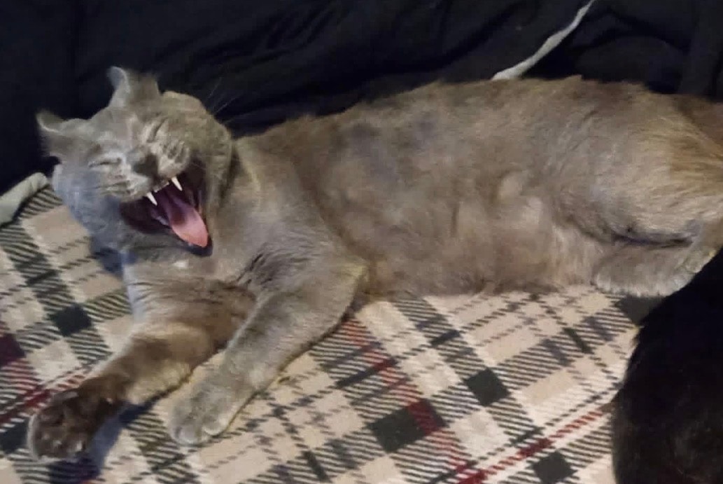 Smiddy The Kitty yawning on a plaid blanket